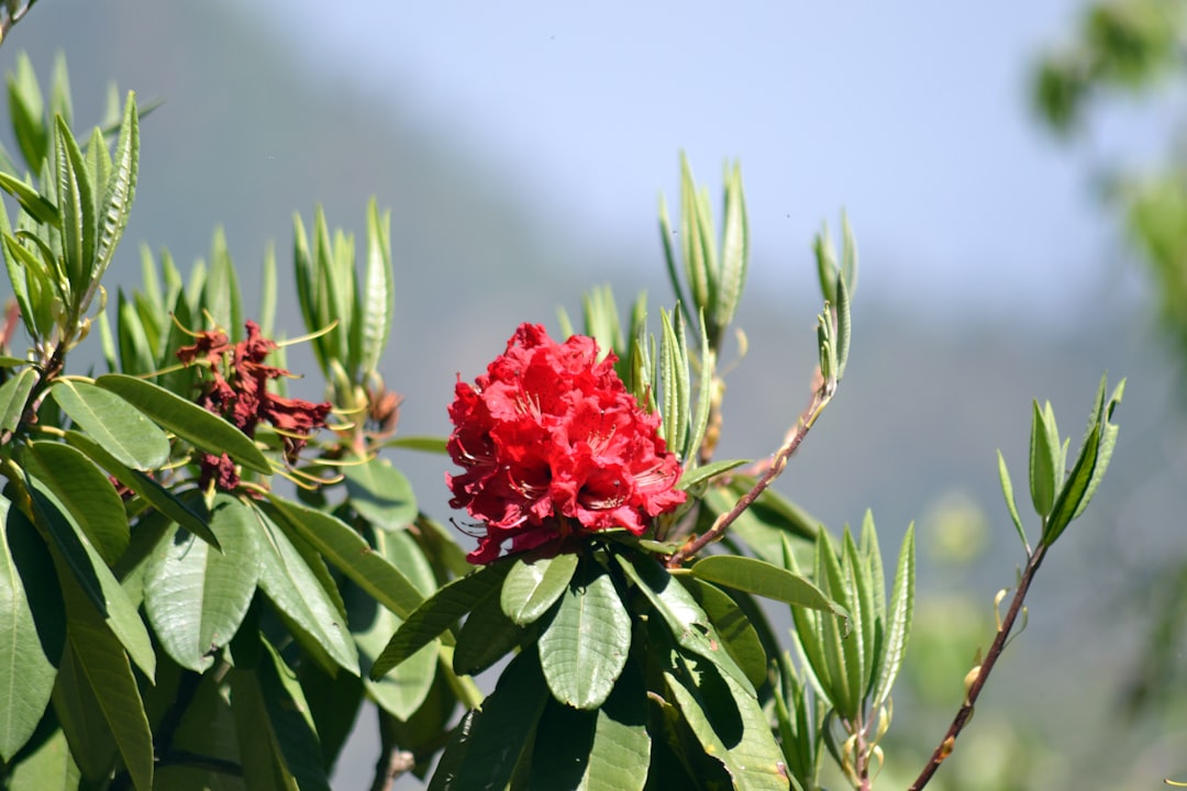 Dehradun to Kausani taxi
